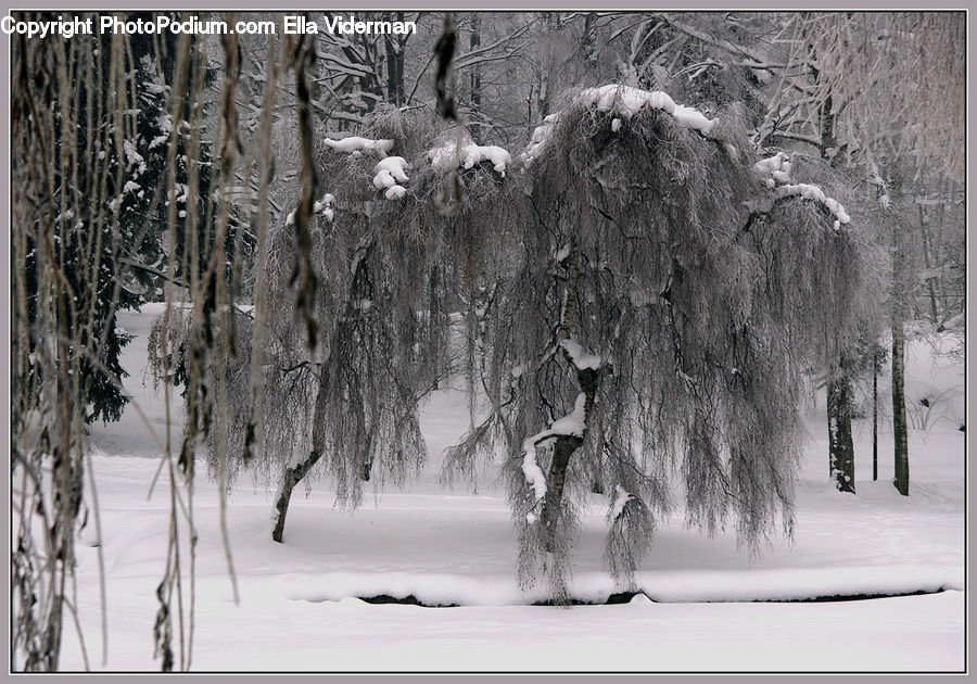 Blizzard, Outdoors, Snow, Weather, Winter, Angus, Animal