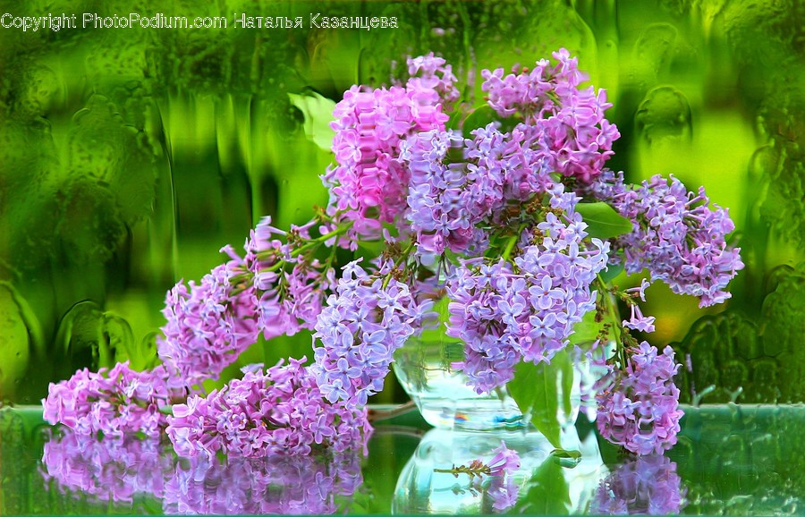 Plant, Blossom, Flower, Lilac