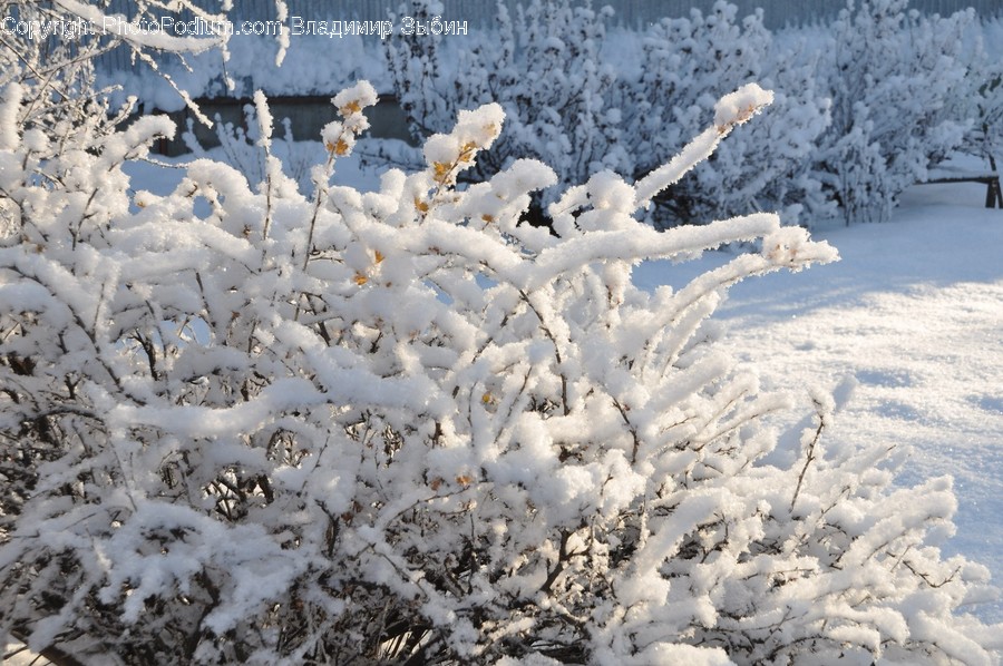 Nature, Outdoors, Snow, Ice, Frost