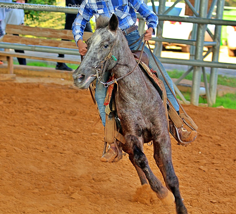 Mammal, Animal, Horse, Person, Equestrian