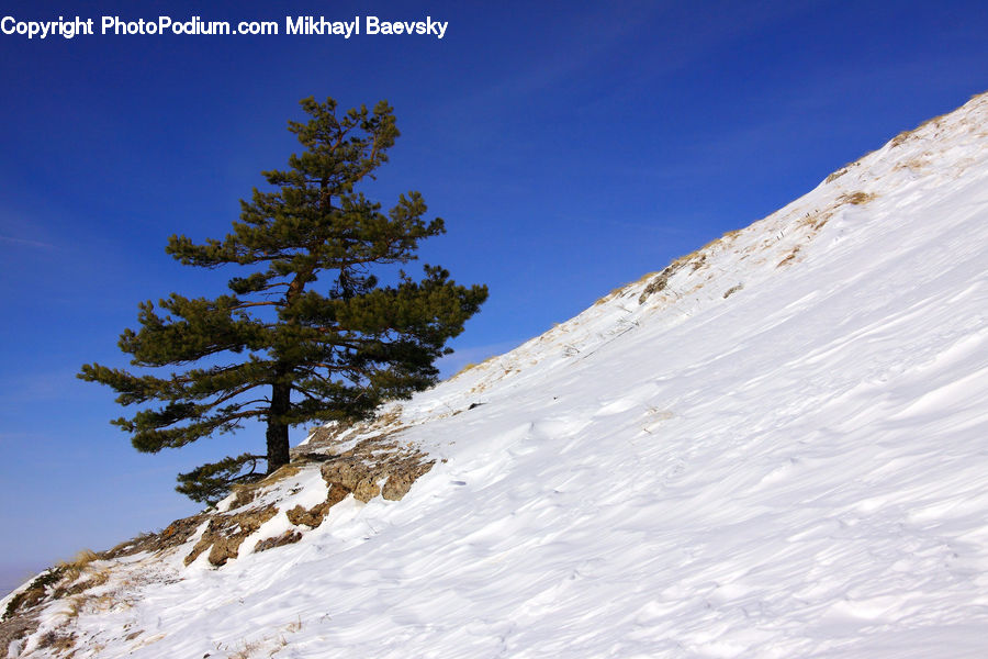 Crest, Mountain, Outdoors, Peak, Oak, Tree, Wood