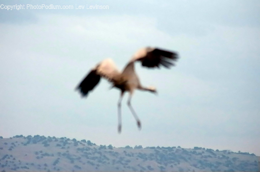 Bird, Animal, Crane Bird, Stork, Flying