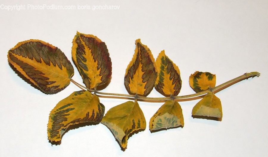 Leaf, Plant, Pineapple, Food, Fruit