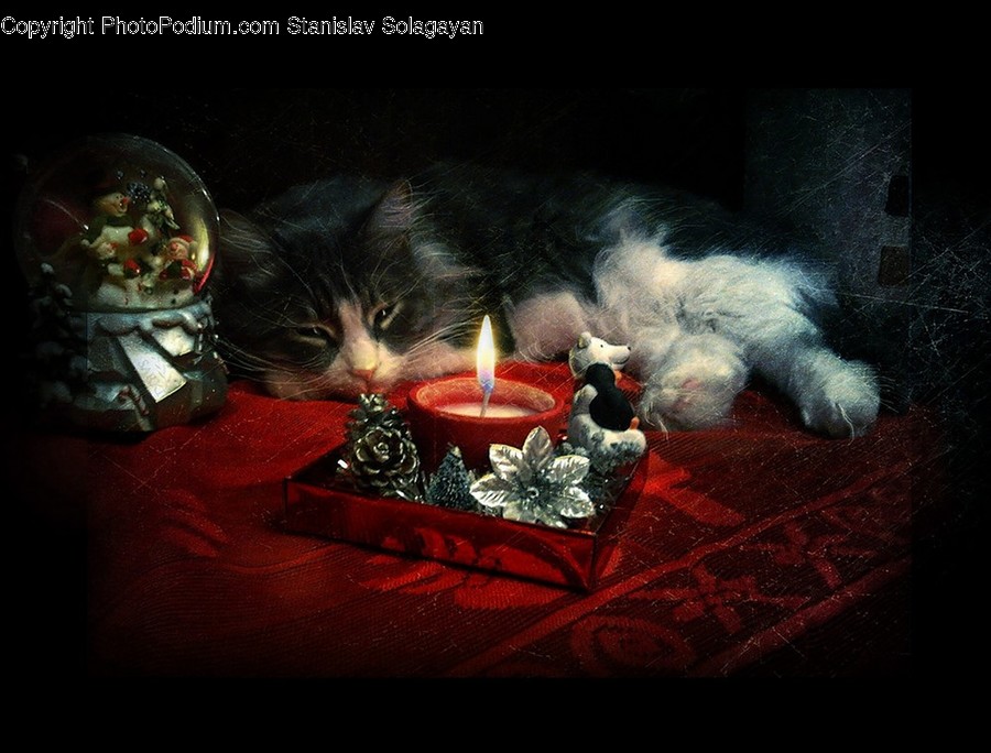 Candle, Cat, Animal, Mammal, Pet