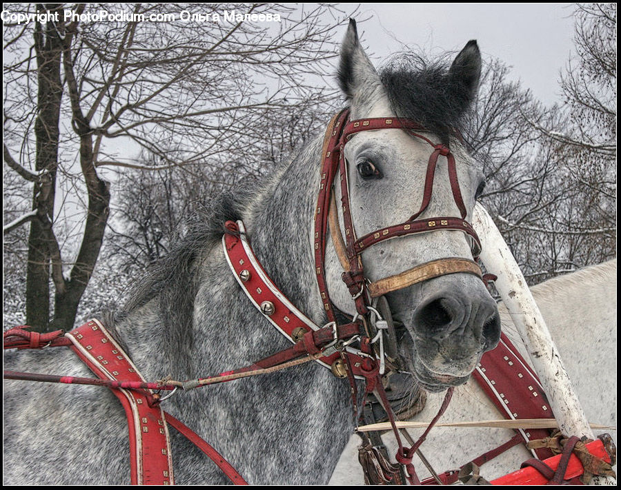 Animal, Horse, Mammal, Equestrian, Person