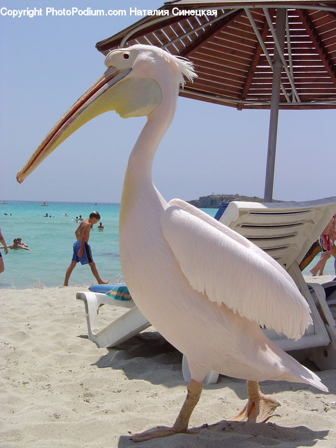 Bird, Pelican, Booby, Beak, Gazebo, Canopy, Building