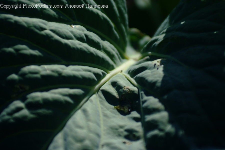 Leaf, Plant, Veins, Tobacco, Spinach