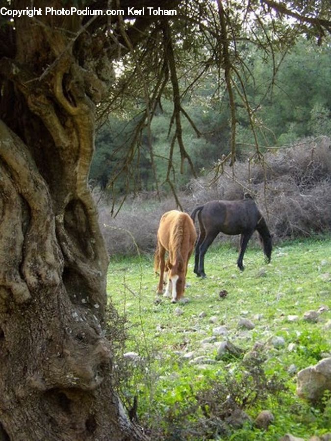 Countryside, Grassland, Grazing, Outdoors, Pasture, Ranch, Oak