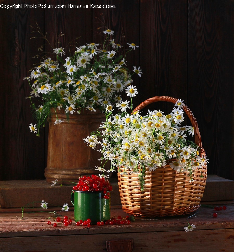 Plant, Flower, Blossom, Flower Arrangement, Basket