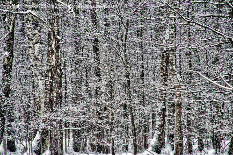 Nature, Outdoors, Ice, Snow, Tree