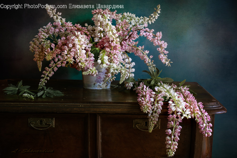 Plant, Flower, Blossom, Flower Arrangement, Ikebana