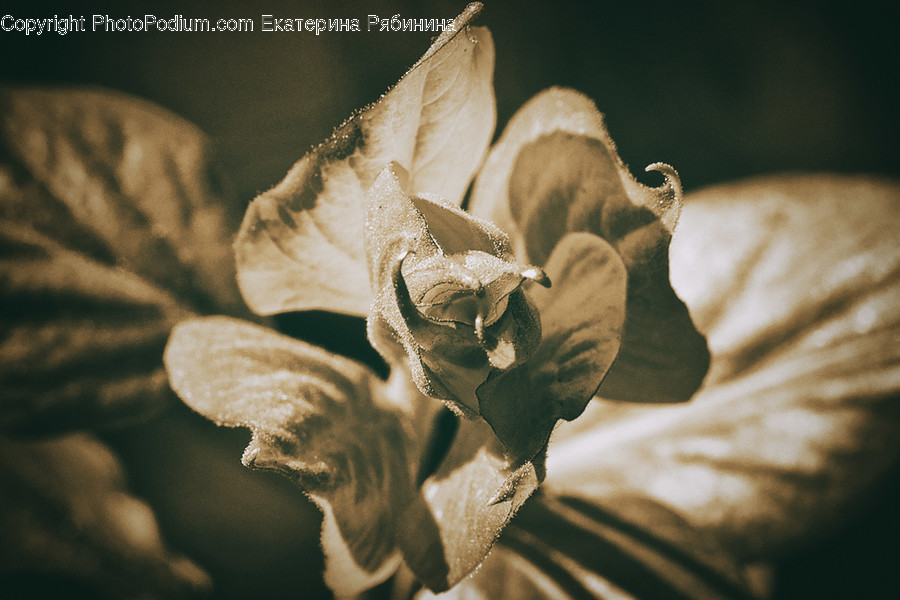 Plant, Geranium, Flower, Blossom, Iris