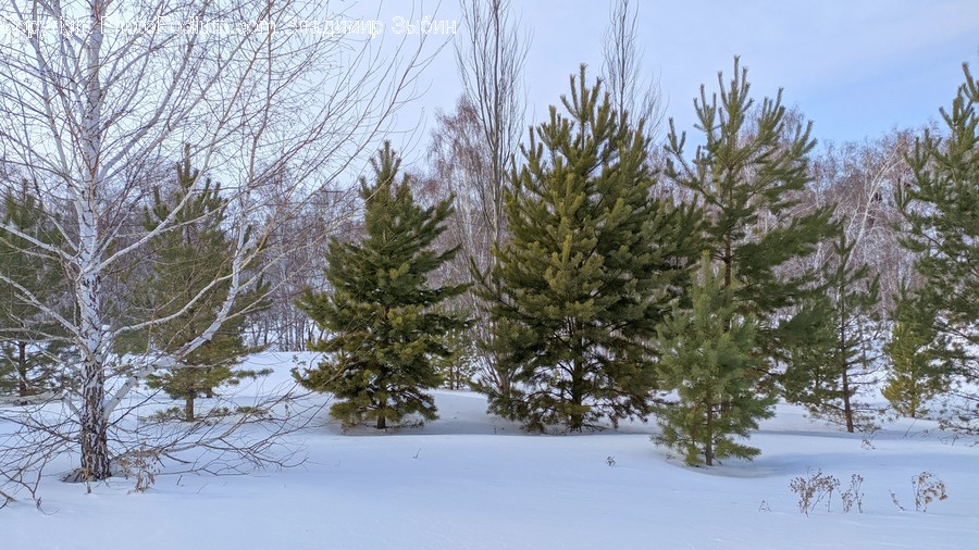 Tree, Plant, Fir, Abies, Conifer