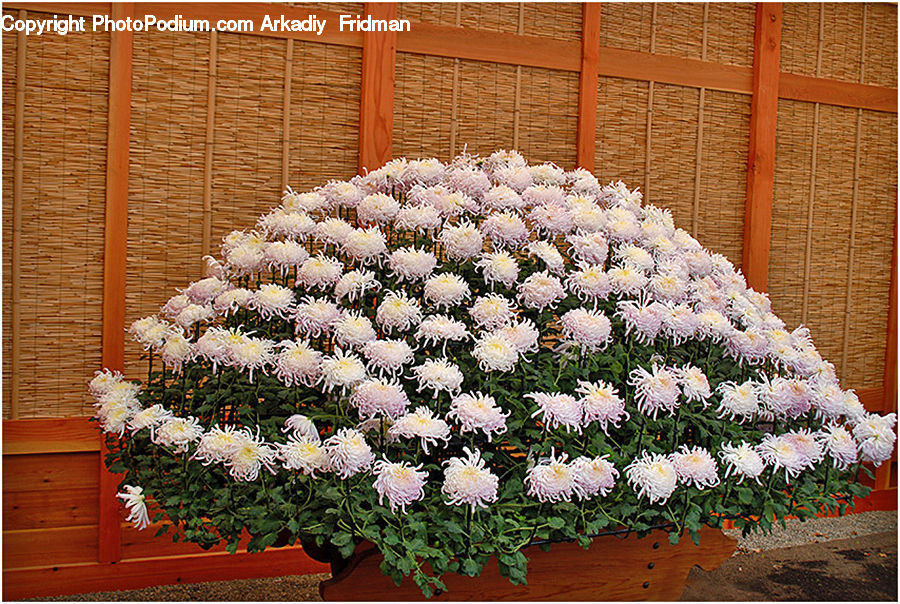 Floral Design, Flower, Flower Arrangement, Flower Bouquet, Ikebana, Blanket, Home Decor