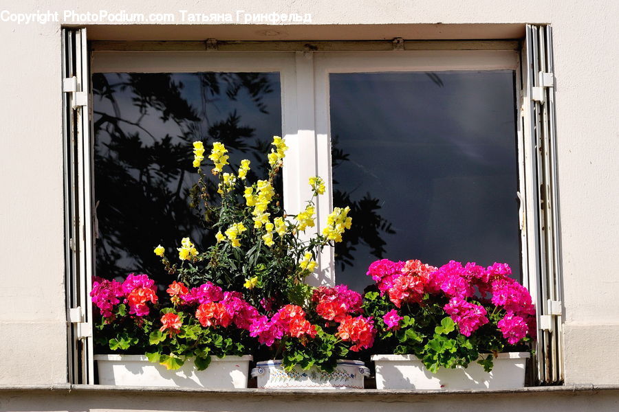 Plant, Potted Plant, Window, Blossom, Flower, Peony, Flora