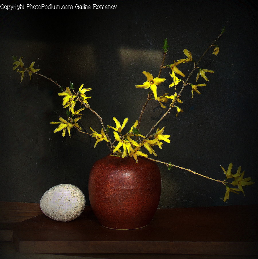 Plant, Ikebana, Vase, Flower, Jar