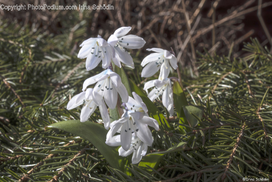 Plant, Flower, Blossom, Amaryllidaceae, Tree