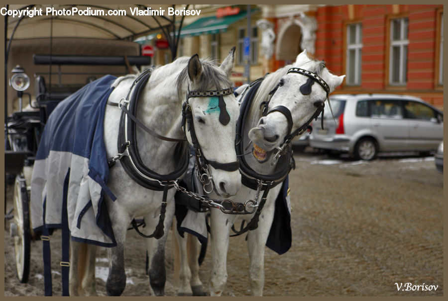 Animal, Horse, Mammal, Boot, Footwear, Riding Boot, Carriage