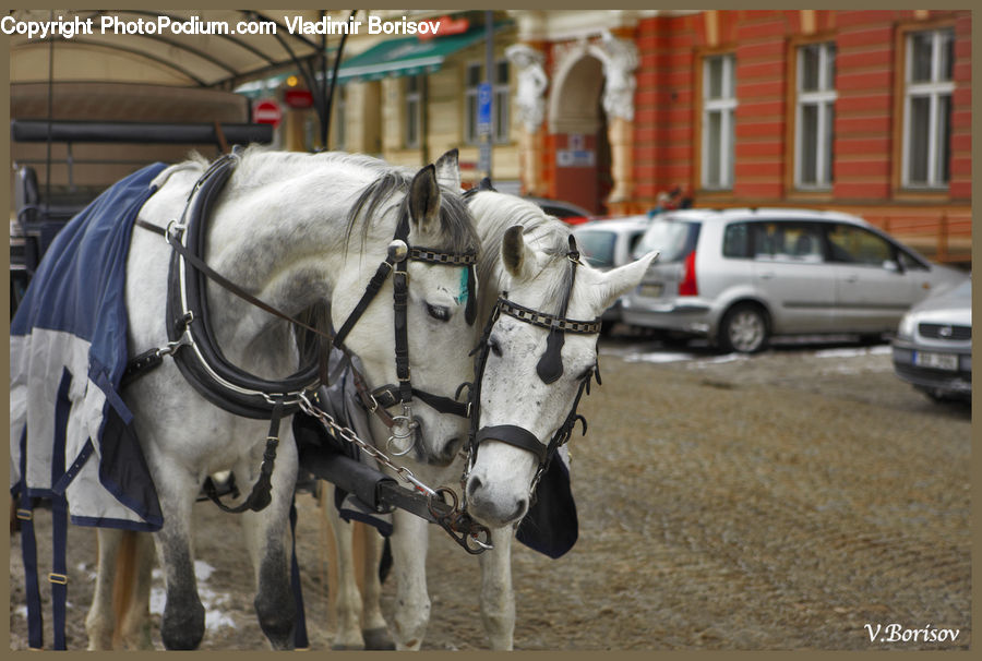 Carriage, Horse Cart, Vehicle, Buggy, Wagon, Automobile, Car