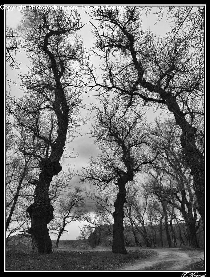 Oak, Tree, Wood, Plant, Silhouette, Forest, Vegetation