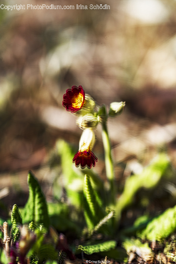 Plant, Pollen, Flower, Blossom, Animal