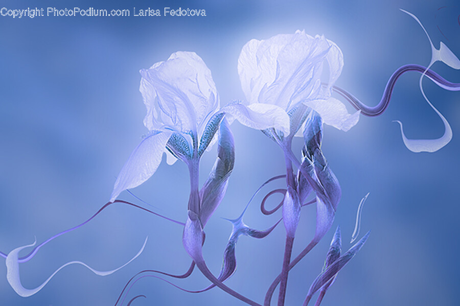 Iris, Flower, Plant, Blossom, Animal