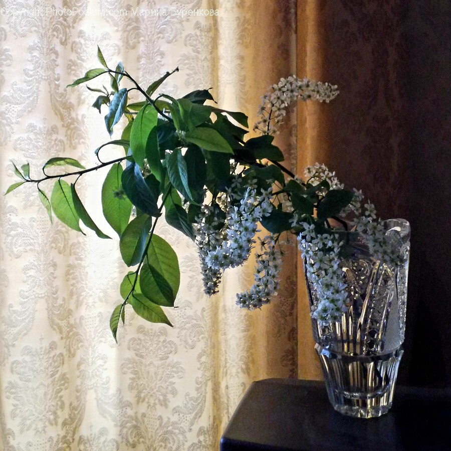 Plant, Flower, Blossom, Goblet, Glass