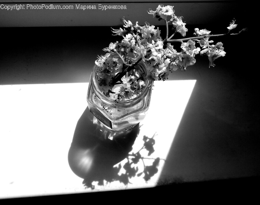Plant, Ikebana, Flower, Flower Arrangement, Vase