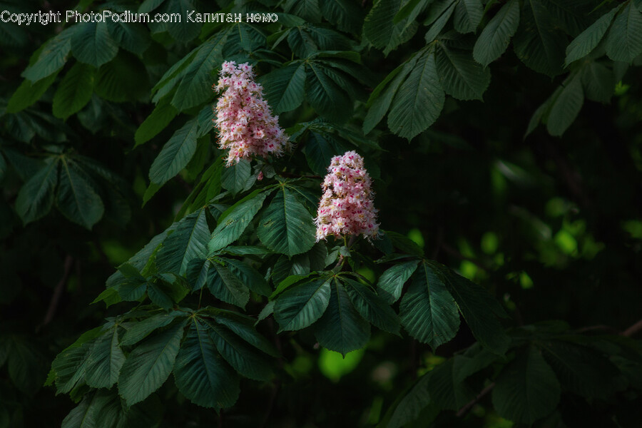 Acanthaceae, Plant, Flower, Blossom, Outdoors