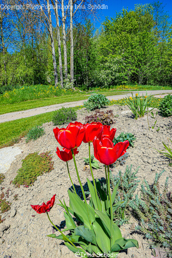Plant, Ground, Flower, Blossom, Tulip