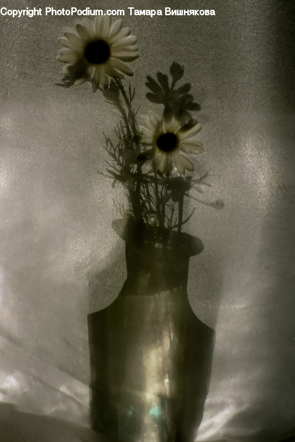Jar, Porcelain, Vase, Plant, Potted Plant, Hole, Anemone