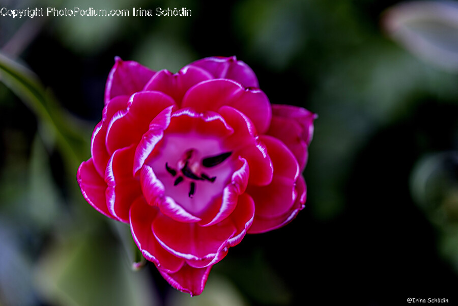 Geranium, Plant, Flower, Blossom, Rose