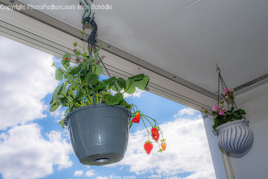 Plant, Potted Plant, Jar, Vase, Pottery