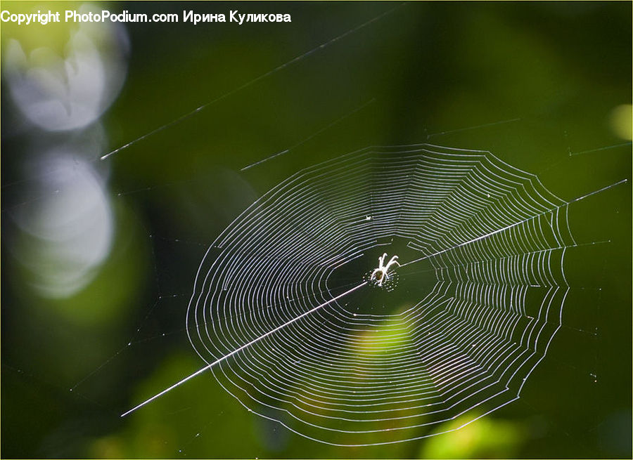 Arachnid, Garden Spider, Insect, Invertebrate, Spider, Spider Web, Argiope