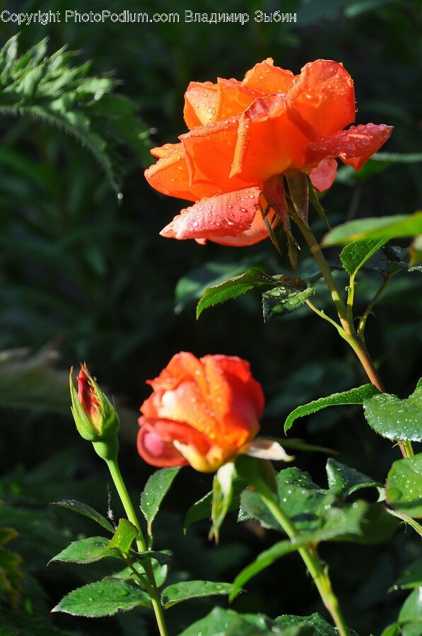 Rose, Plant, Flower, Blossom, Geranium
