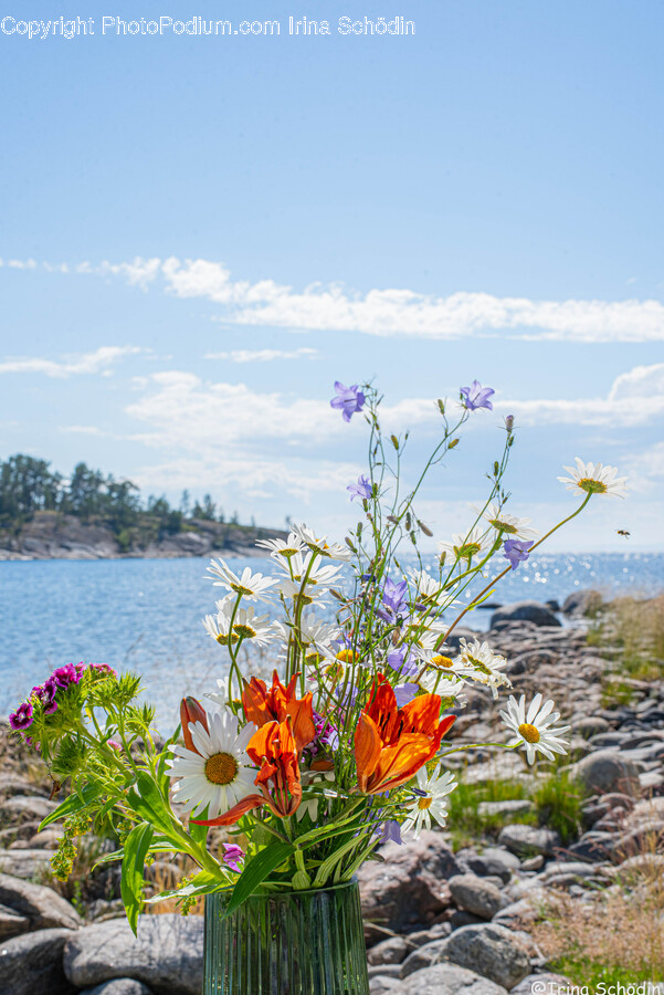 Plant, Flower, Blossom, Land, Nature