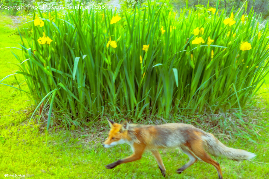 Kit Fox, Mammal, Animal, Fox, Wildlife