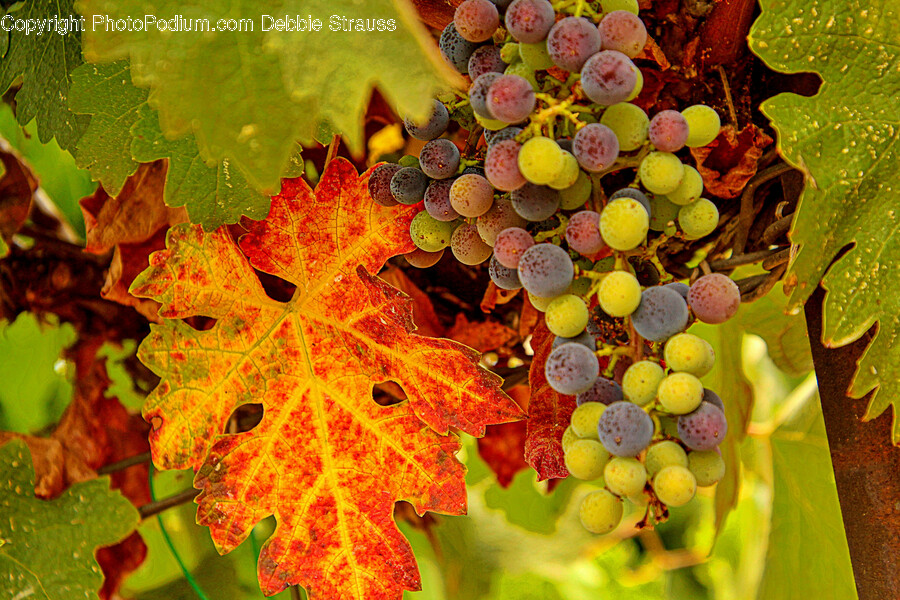 Leaf, Plant, Grapes, Food, Fruit