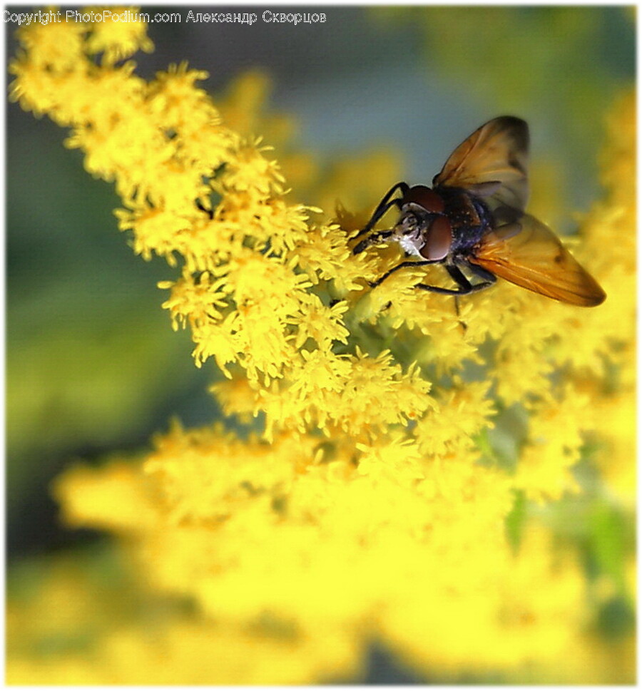 Pollen, Plant, Honey Bee, Invertebrate, Insect