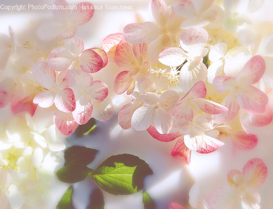 Plant, Flower, Blossom, Geranium, Cherry Blossom