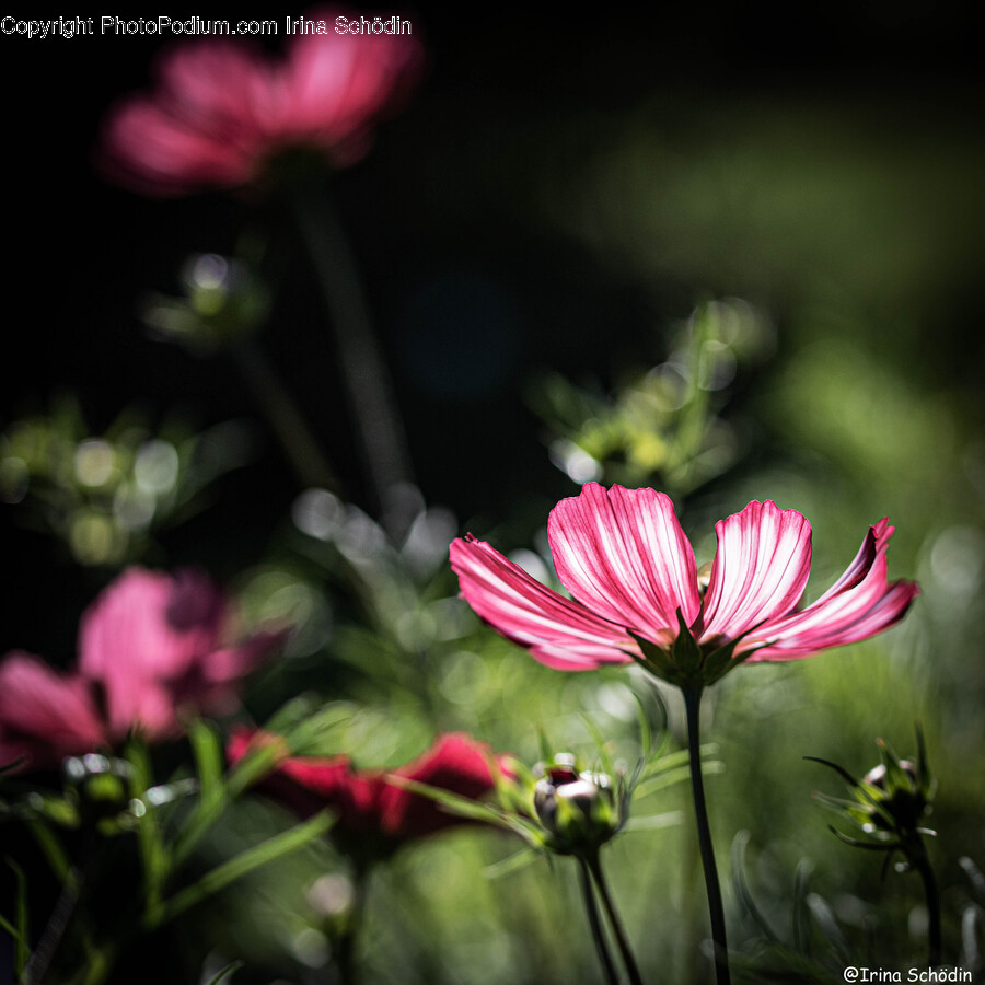 Plant, Geranium, Flower, Blossom, Pollen
