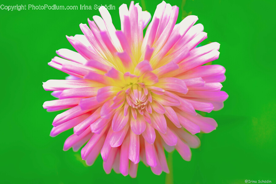 Plant, Dahlia, Flower, Blossom, Daisy