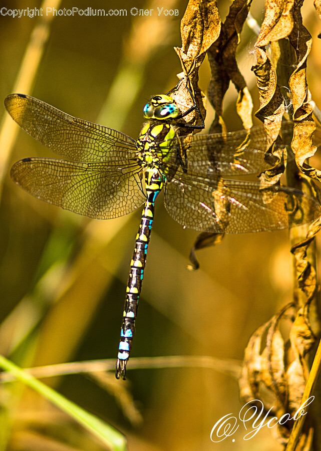 Dragonfly, Anisoptera, Animal, Invertebrate, Insect