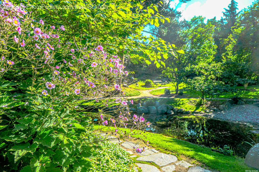 Plant, Grass, Outdoors, Tree, Vegetation