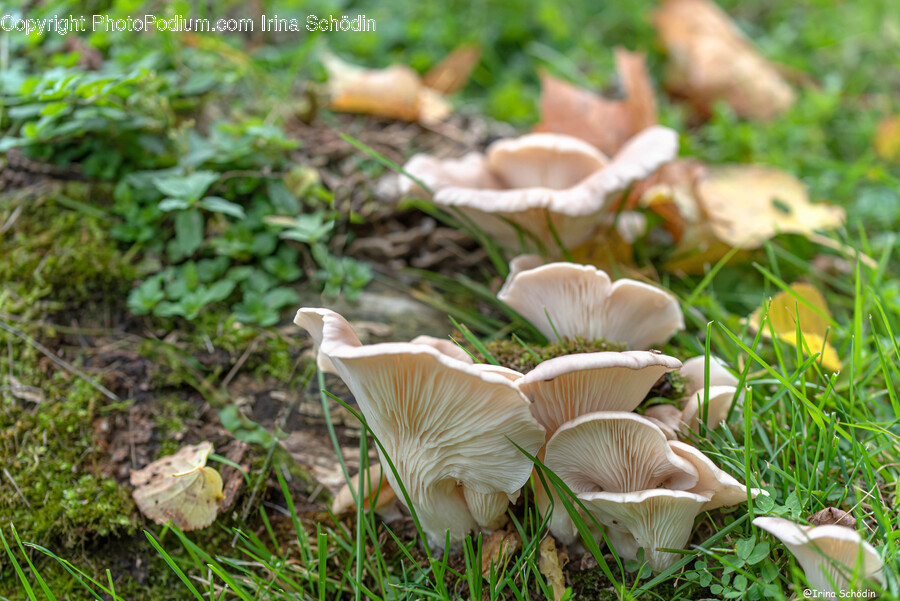 Fungus, Plant, Mushroom, Amanita, Agaric