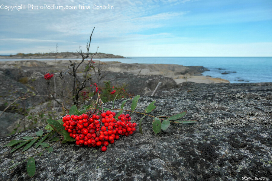 Plant, Outdoors, Nature, Ground, Plateau