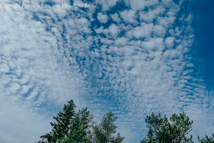 Tree, Plant, Fir, Abies, Nature