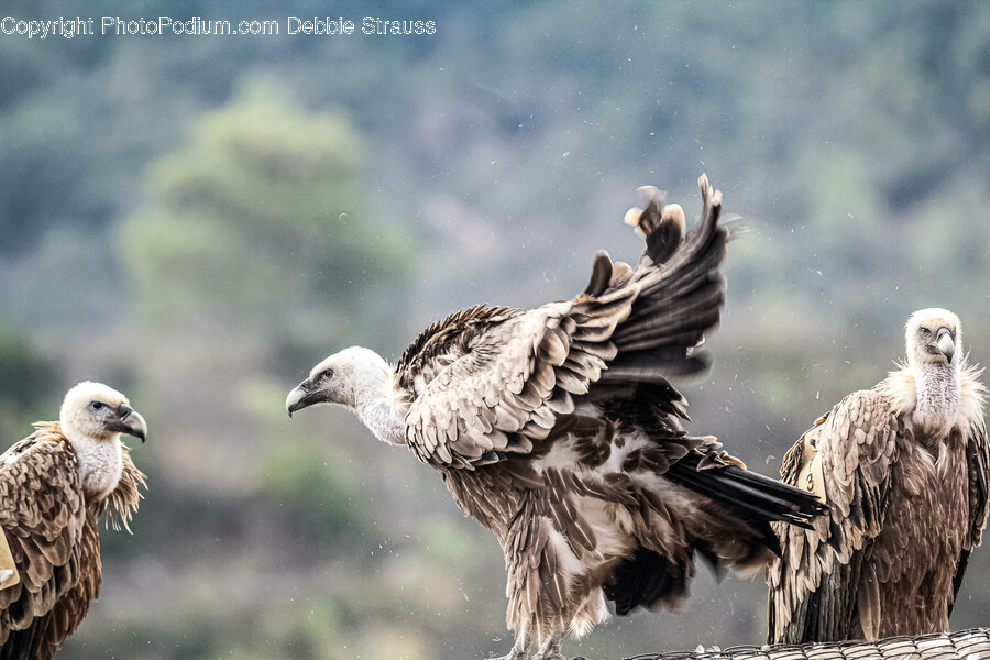 Vulture, Bird, Animal, Eagle, Condor