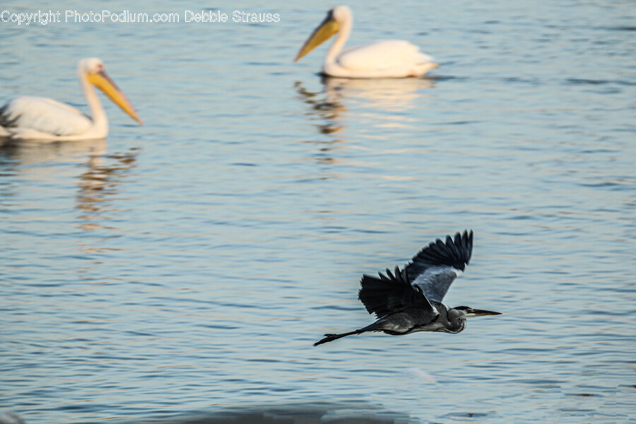 Bird, Animal, Waterfowl, Stork, Anhinga