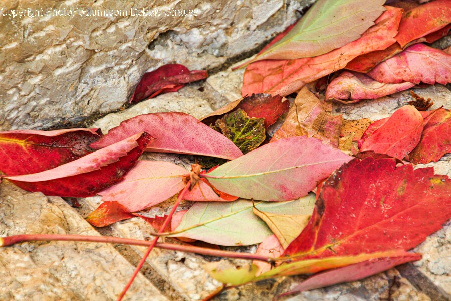 Leaf, Plant, Tree, Maple, Lobster